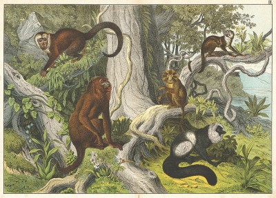 Саймири, или беличьи обезьяны, Saimirinae (лат.), и обезьяны капуцины, обитающие в Южной Америке. Из немецкой детской книги конца XIX века