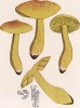 Рядовка сернистая или серно-желтая, Tricholoma sulphureum Bull. (лат.), очень неприятно пахнет. Дж.Бресадола, Funghi mangerecci e velenosi, т.I, л.39. Тренто, 1933