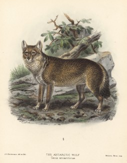Волк антарктический (лист VIII иллюстраций к известной работе Джорджа Миварта "Семейство волчьих". Лондон. 1890 год)