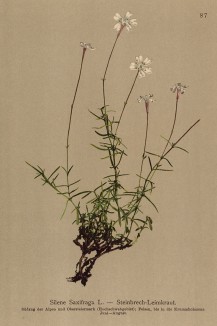 Смолёвка камнеломковая (Silene Saxifraga (лат.)) (из Atlas der Alpenflora. Дрезден. 1897 год. Том I. Лист 87)