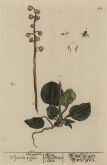 Грушанка, или грушовка (Pyrola (лат.)) — род растений семейства вересковые (лист 594 "Гербария" Элизабет Блеквелл, изданного в Нюрнберге в 1760 году)