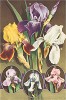 Разные виды ирисов. Страница из каталога цветов компании A.B. Morse Co. 
