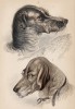 Стагхаунд (1) (Stag hound) и бладхаунд (2) (Blood hound (англ.)) (лист 31 тома V "Библиотеки натуралиста" Вильяма Жардина, изданного в Эдинбурге в 1840 году)