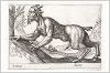 Копия «Любопытный сатир (лист из альбома Nova raccolta de li animali piu curiosi del mondo disegnati et intagliati da Antonio Tempesta... Рим. 1651 год)»