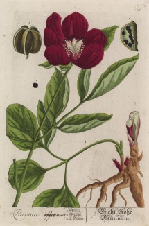 Пион (Paeonia (лат.)) — род травянистых многолетников и листопадных кустарников («древовидные пионы») (лист 245 "Гербария" Элизабет Блеквелл, изданного в Нюрнберге в 1757 году)