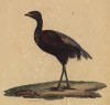 Не вьющая гнезда агами, или золотогрудый трубач (лист из альбома литографий "Галерея птиц... королевского сада", изданного в Париже в 1822 году)