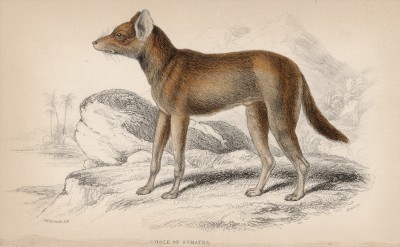 Дикая собака с острова Суматра (Chryseus Sumatrensis (лат.)) по Смиту (лист 9 тома IV "Библиотеки натуралиста" Вильяма Жардина, изданного в Эдинбурге в 1839 году)