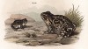Укала — народное название жабы жерлянки (Bombinator igneus (лат.)) (из Naturgeschichte der Amphibien in ihren Sämmtlichen hauptformen. Вена. 1864 год)