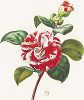 Японская роза. С гравюры Антуана Шазаля из издания "Магия розы". Штутгарт, 1963 г.