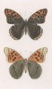 Бабочки перламутровки пандора (Argynnis Pandora (лат.)) (лист 19)