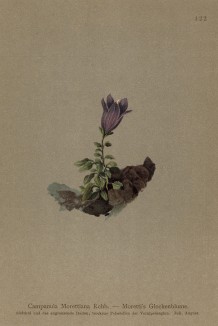 Колокольчик Моретти (Campanula morettiana (лат.)) (из Atlas der Alpenflora. Дрезден. 1897 год. Том V. Лист 422)