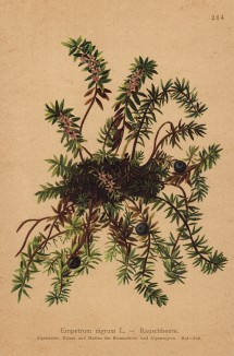 Водяника чёрная, или черноплодная (Empetrum nigrum (лат.)) (из Atlas der Alpenflora. Дрезден. 1897 год. Том III. Лист 264)