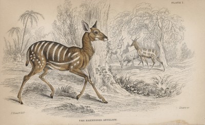 Лесная антилопа бушбок (Tragelaphus scriptus (лат.)) (лист 1 тома X "Библиотеки натуралиста" Вильяма Жардина, изданного в Эдинбурге в 1843 году)