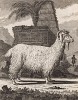 Ангорская коза (лист IX иллюстраций к первому тому знаменитой "Естественной истории" графа де Бюффона, изданному в Париже в 1749 году)