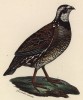 Большой кроншнеп (лист из альбома литографий "Галерея птиц... королевского сада", изданного в Париже в 1825 году)