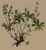 Манжетка альпийская (Alchemilla alpina (лат.)) (из Atlas der Alpenflora. Дрезден. 1897 год. Том III. Лист 233)