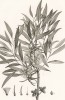 Эвкалипт рогатый, Eucalyptus cornuta (лат.). Atlas pour servir à la relation du voyage à la recherche de La Pérouse, л.20. Париж, 1800