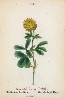 Клевер коричневый (Trifolium badium (лат.)) (лист 112 известной работы Йозефа Карла Вебера "Растения Альп", изданной в Мюнхене в 1872 году)