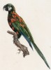 Ара красноспинный (лист 11 иллюстраций к первому тому Histoire naturelle des perroquets Франсуа Левальяна. Изображения попугаев из этой работы считаются одними из красивейших в истории. Париж. 1801 год)