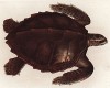 Великолепная морская черепаха Thalassochelys Caonana (лат.) (из Naturgeschichte der Amphibien in ihren Sämmtlichen hauptformen. Вена. 1864 год)