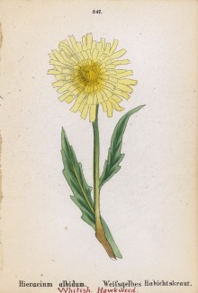 Ястребинка беловатая (Hieracium albidum (лат.)) (лист 247 известной работы Йозефа Карла Вебера "Растения Альп", изданной в Мюнхене в 1872 году)