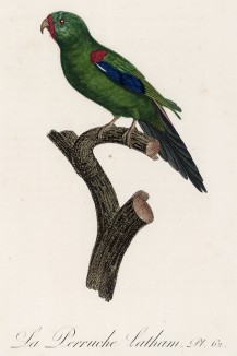 Ласточковый лори (лист 62 иллюстраций к первому тому Histoire naturelle des perroquets Франсуа Левальяна. Изображения попугаев из этой работы считаются одними из красивейших в истории. Париж. 1801 год)