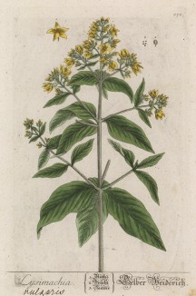Вербейник (Lysimachia (лат.)) из семейства первоцветные (лист 278 "Гербария" Элизабет Блеквелл, изданного в Нюрнберге в 1757 году)