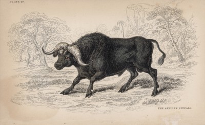 Агрессивный кафрский буйвол (Bubalus cafer (лат.)) (лист 29 тома X "Библиотеки натуралиста" Вильяма Жардина, изданного в Эдинбурге в 1843 году)