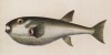 Скалозуб из семейства Tetraodontidae (четырёхзубые) (Gastrophusus laevigatus (лат.)) (лист II великолепной работы Memoire sur les poissons de la côte de Guinée, изданной в Голландии в 1863 году)