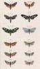 Семь бабочек рода Zygaena, а также бабочки родов Syntomis, Procris и Aglaope (лат.) (лист 51)