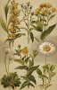 Мелколепестник едкий (Erigeron acer); золотая розга (Solidago Virga aurea); девясил немецкий (Inula germanica); блошница проносная (Pulicaria dysenterica); маргаритка (Bellis perennis); поповник обыкновенный (Chrysanthemum Leucanthemum)