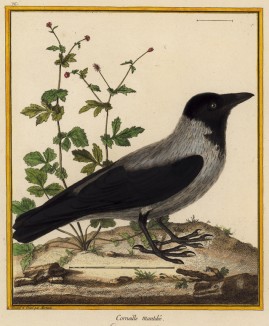 Серая ворона (из Table des Planches Enluminées d'Histoire Naturelle de M. D'Aubenton (фр.). Утрехт. 1783 год (лист 76))