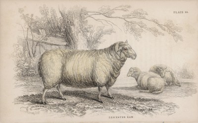 Овцы лейчестерской породы (Leicester sheep (англ.)) (лист 14 тома X "Библиотеки натуралиста" Вильяма Жардина, изданного в Эдинбурге в 1843 году)