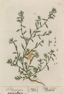 Спорыш, или придорожник (Polygonum aviculare (лат.)), из семейства гречишные (лист 315 "Гербария" Элизабет Блеквелл, изданного в Нюрнберге в 1757 году)