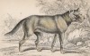 Дикая собака агуара (Dusicyon canescens (лат.)) (лист 22 тома IV "Библиотеки натуралиста" Вильяма Жардина, изданного в Эдинбурге в 1839 году)
