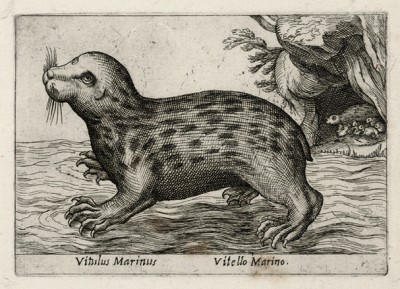 Морской телёнок (похож на тюленёнка, но с когтями) (лист из альбома Nova raccolta de li animali piu curiosi del mondo disegnati et intagliati da Antonio Tempesta... Рим. 1651 год)