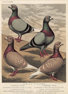 Голуби почтовые - победители различных соревнований для почтовых голубей 1873 года (из знаменитой "Книги голубей..." Роберта Фултона, изданной в Лондоне в 1874 году)