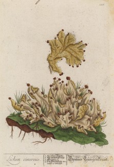 Пепельно-серый печёночный мох (Lichen cinereus (лат.)) (лист 336 "Гербария" Элизабет Блеквелл, изданного в Нюрнберге в 1757 году)