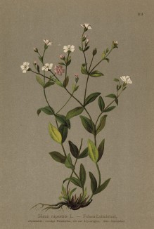 Смолёвка скальная (или "улыбчатая") (Silene rupestris (лат.)) (из Atlas der Alpenflora. Дрезден. 1897 год. Том I. Лист 89)