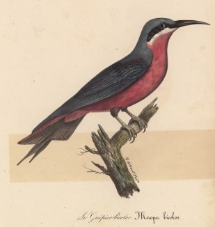 Осоед двухцветный (лист из альбома литографий "Галерея птиц... королевского сада", изданного в Париже в 1825 году)