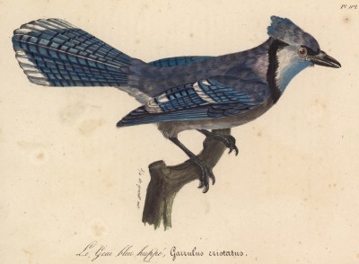 Голубая сойка (Garrulus cristatus (лат.)) (лист из альбома литографий "Галерея птиц... королевского сада", изданного в Париже в 1822 году)