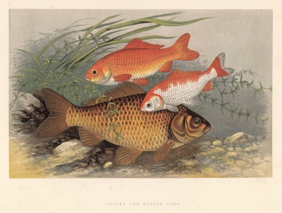 Бронзовый карп и две золотые рыбки (иллюстрация к "Пресноводным рыбам Британии" -- одной из красивейших работ 70-х гг. XIX века, выполненных в технике хромолитографии)