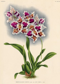 Орхидея ODONTOGLOSSUM CRISPUM QUO VADIS (лат.) (лист DCCXXXI Lindenia Iconographie des Orchidées - обширнейшей в истории иконографии орхидей. Брюссель, 1901)