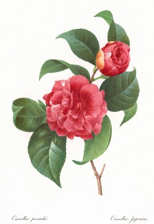 Камелия японская (фр. camellia panachée, лат. Camellia japonica). С гравюры по рисунку Пьера-Жозефа Редуте из альбома Fruits and Flowers. Лондон, 1955