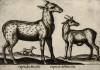 Косули (лист из альбома Nova raccolta de li animali piu curiosi del mondo disegnati et intagliati da Antonio Tempesta... Рим. 1651 год)