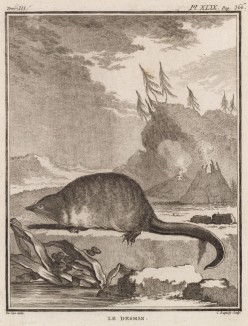 Выхухоль (лист XLIX иллюстраций к третьему тому знаменитой "Естественной истории" графа де Бюффона, изданному в Париже в 1750 году)