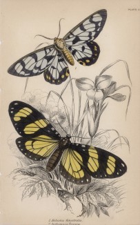 Мотыльки 1. Heleona fenestrata 2. Anthomuza Teresia (лат.)) (лист 4 XXXVII тома "Библиотеки натуралиста" Вильяма Жардина, изданного в Эдинбурге в 1843 году)