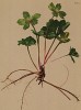 Звездовка эпипактис (Hacquetia epipactis (лат.)) (из Atlas der Alpenflora. Дрезден. 1897 год. Том III. Лист 283)