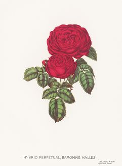 Роза гибридная Баронесса Аллез. С литографии Генри Кёртиса из издания "Магия розы". Штутгарт, 1963 г.