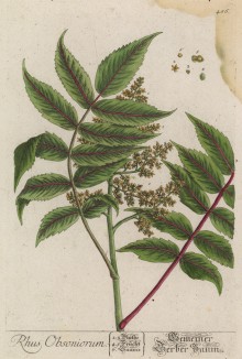 Rhus Obsoniorum (лат.) -- кустарник с красными ягодами, напоминающий красную смородину. Произрастает в Армении (лист 486 "Гербария" Элизабет Блеквелл, изданного в Нюрнберге в 1760 году)
